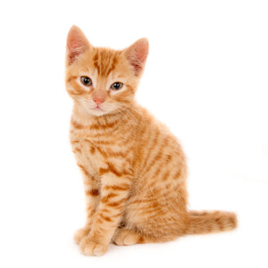 Happy kitten patient