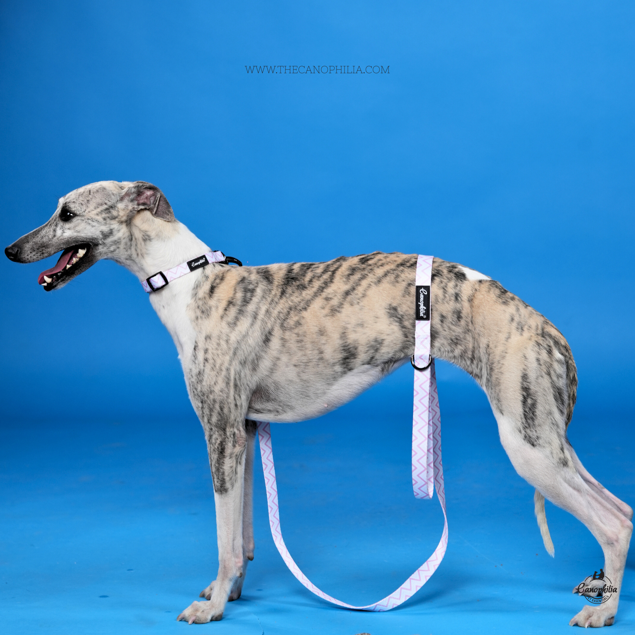 Canophilia Premium dog leash