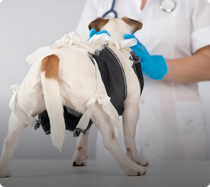 Hip Dysplasia Management