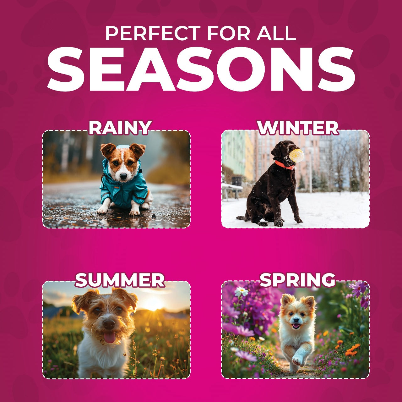 Canophilia Paw Soft Moisturizing Balm for Dogs+ FREE GIFT