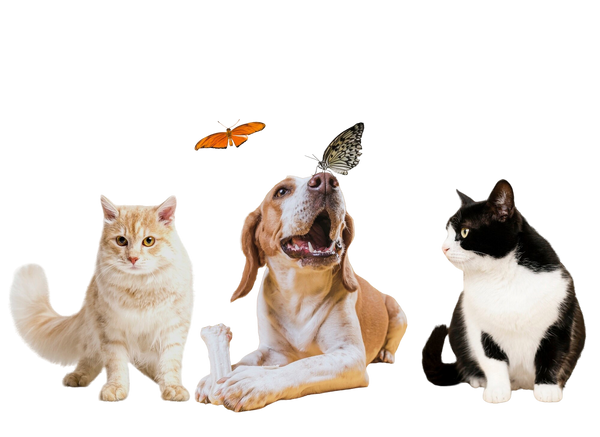 Happy Pet