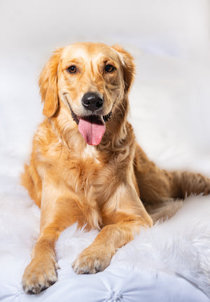 Happy puppy patient